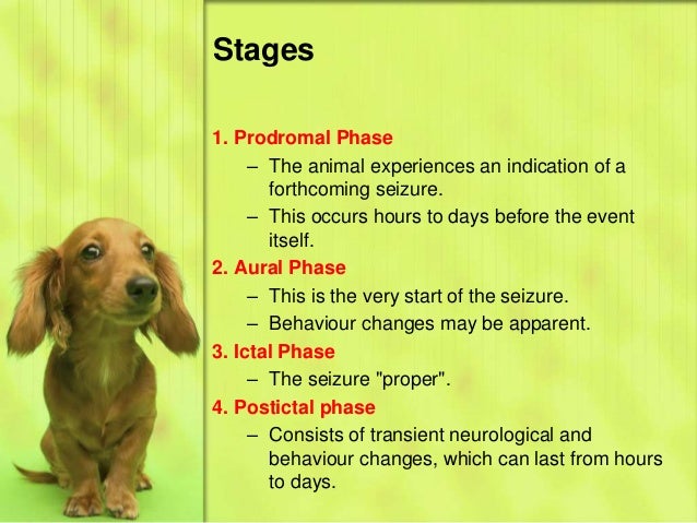 Seizures In Animals