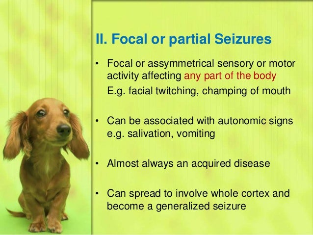 Seizures In Animals