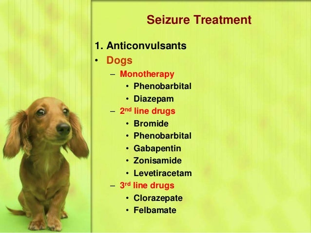Seizures in animals