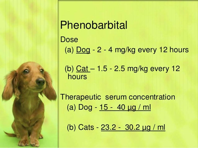 phenobarbital for dogs