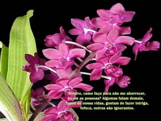 Mestre, como faço para não me aborrecer, com as pessoas? Algumas falam demais, falam de nossa vidas, gostam de fazer intriga, fofoca, outras são ignorantes. 