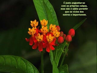 É justo angustiar-se com as próprias culpas, mas não é sábio permitir que os vícios dosoutros o importunem.