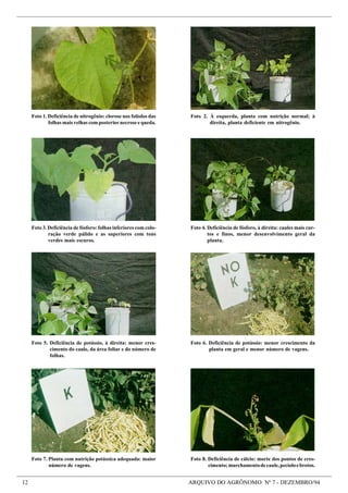 12 ARQUIVO DO AGRÔNOMO Nº 7 - DEZEMBRO/94
Foto 2. À esquerda, planta com nutrição normal; à
direita, planta deficiente em nitrogênio.
Foto 4. Deficiência de fósforo, à direita: caules mais cur-
tos e finos, menor desenvolvimento geral da
planta.
Foto 3. Deficiência de fósforo: folhas inferiores com colo-
ração verde pálido e as superiores com tons
verdes mais escuros.
Foto 6. Deficiência de potássio: menor crescimento da
planta em geral e menor número de vagens.
Foto 5. Deficiência de potássio, à direita: menor cres-
cimento do caule, da área foliar e do número de
folhas.
Foto 1. Deficiência de nitrogênio: clorose nos folíolos das
folhas mais velhas com posterior necrose e queda.
Foto 7. Planta com nutrição potássica adequada: maior
número de vagens.
Foto 8. Deficiência de cálcio: morte dos pontos de cres-
cimento;murchamentodecaule,pecíoloebrotos.
 