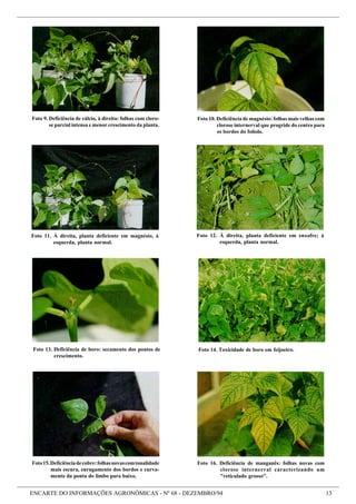 ENCARTE DO INFORMAÇÕES AGRONÔMICAS - Nº 68 - DEZEMBRO/94 13
Foto15.Deficiênciadecobre:folhasnovascomtonalidade
mais escura, enrugamento dos bordos e curva-
mento da ponta do limbo para baixo.
Foto 14. Toxicidade de boro em feijoeiro.Foto 13. Deficiência de boro: secamento dos pontos de
crescimento.
Foto 9. Deficiência de cálcio, à direita: folhas com cloro-
se parcial intensa e menor crescimento da planta.
Foto 10. Deficiência de magnésio: folhas mais velhas com
clorose internerval que progride do centro para
os bordos do folíolo.
Foto 16. Deficiência de manganês: folhas novas com
clorose internerval caracterizando um
"reticulado grosso".
Foto 12. À direita, planta deficiente em enxofre; à
esquerda, planta normal.
Foto 11. À direita, planta deficiente em magnésio, à
esquerda, planta normal.
 