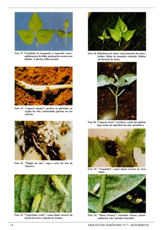 14 ARQUIVO DO AGRÔNOMO Nº 7 - DEZEMBRO/94
Foto 23. "Cigarrinha verde": causa danos através da
sucção da seiva e injeção de toxinas.
Foto 24. "Mosca branca": transmite viroses, princi-
palmente a do "mosaico dourado".
Foto 22. "Vaquinha": causa danos severos na área
foliar.
Foto 17. Toxicidade de manganês, à esquerda: encar-
quilhamento da folha, pontuações escuras nos
folíolos. À direita, folha normal.
Foto 20. "Lagarta rosca": secciona o caule das plantas
logo acima da superfície do solo, matando-a.
Foto 18. Deficiência de zinco: encurtamento dos inter-
nódios, folhas de tamanho reduzido, folíolos
em formato de lança.
Foto 19. "Lagarta elasmo": perfura as plântulas na
região do colo, construindo galerias no seu
interior.
Foto 21. "Pulgão da raiz": suga a seiva da raiz do
feijoeiro.
 