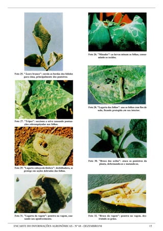 ENCARTE DO INFORMAÇÕES AGRONÔMICAS - Nº 68 - DEZEMBRO/94 15
Foto 31. "Lagarta da vagem": penetra na vagem, cau-
sando seu apodrecimento.
Foto 29. "Lagarta cabeça-de-fósforo": desfolhadora, se
protege em seções dobradas das folhas.
Foto 27. "Tripes": succiona a seiva causando pontua-
ções esbranquiçadas nas folhas.
Foto 25. "Ácaro branco": enrola as bordas dos folíolos
para cima, principalmente dos ponteiros.
Foto 32. "Broca da vagem": penetra na vagem, des-
truindo os grãos.
Foto 28. "Lagarta das folhas": une as folhas com fios de
seda, ficando protegida em seu interior.
Foto 26. "Minador": as larvas minam as folhas, consu-
mindo os tecidos.
Foto 30. "Broca das axilas": ataca os ponteiros da
planta, deformando-os e matando-os.
 