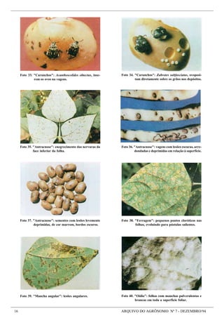 16 ARQUIVO DO AGRÔNOMO Nº 7 - DEZEMBRO/94
Foto 34. "Carunchos": Zabrotes subfasciatus, ovoposi-
tam diretamente sobre os grãos nos depósitos.
Foto 33. "Carunchos": Acanthoscelides obtectus, inse-
rem os ovos na vagens.
Foto 40. "Oídio": folhas com manchas pulverulentas e
brancas em toda a superfície foliar.
Foto 36. "Antracnose": vagens com lesões escuras, arre-
dondadas e deprimidas em relação à superfície.
Foto 35. "Antracnose": enegrecimento das nervuras da
face inferior da folha.
Foto 39. "Mancha angular": lesões angulares.
Foto 38. "Ferrugem": pequenos pontos cloróticos nas
folhas, evoluindo para pústulas salientes.
Foto 37. "Antracnose": sementes com lesões levemente
deprimidas, de cor marrom, bordos escuros.
 