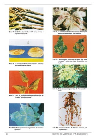 18 ARQUIVO DO AGRÔNOMO Nº 7 - DEZEMBRO/94
Foto 54. Folha de planta atacada pelo vírus do "mosaico
amarelo".
Foto 55. Sistema radicular do feijoeiro atacado por
"nematóides".
Foto 49. "Crestamento bacteriano comum": folhas com
lesões circundadas por halo amarelo.
Foto 48. "Podridão cinzenta do caule": lesões escuras e
deprimidas no caule.
Foto 52. Folha de feijoeiro com sintomas de ataque do
vírus do "mosaico comum".
Foto 50. "Crestamento bacteriano comum": sementes
descoloridas e enrugadas.
Foto 51. "Crestamento bacteriano de halo" ou "fogo
selvagem": lesões necróticas circundadas por
halos.
Foto 53. Feijoeiro atacado pelo vírus do "mosaico dou-
rado".
 
