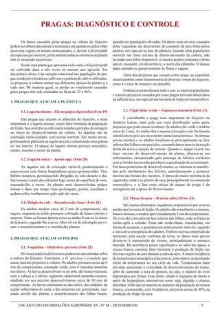 ENCARTE DO INFORMAÇÕES AGRONÔMICAS - Nº 68 - DEZEMBRO/94 5
quando em populações elevadas. Os danos mais severos causados
pelas vaquinhas são decorrentes do consumo da área foliar pelos
adultos, em especial na fase de plântula. Quando altas populações
ocorrem nas fases iniciais de desenvolvimento da cultura, não
havendo área foliar disponível, os insetos podem consumir o broto
apical, causando, em decorrência, a morte das plântulas. O ataque
pode estender-se posteriormente às flores e vagens.
Além dos prejuízos que causam como praga, as vaquinhas
atuamtambémcomotransmissorasdediversasvirosesdofeijoeiro,
como é o caso do mosaico em desenho.
Embora ocorram durante todo o ano, as maiores populações
e maiores prejuízos causados por essas pragas têm sido observados
nasafradaseca,emespecialnaslavourasdefeijãoemmonocultivo.
2.2. Cigarrinha verde – Empoasca kraemeri (Foto 23)
É considerada a praga mais importante do feijoeiro na
América Latina, tanto pela sua vasta distribuição como pelos
prejuízos que pode causar à cultura. Os adultos são verde e medem
cerca de 3 mm. As ninfas têm a mesma coloração e são facilmente
identificáveis pelo seu movimento lateral característico. As formas
jovens (ninfas) e os adultos localizam-se principalmente na face
inferiordasfolhasenospecíolos,causandodanosatravésdasucção
direta da seiva e injeção de toxinas. Quando o ataque ocorre nas
fases iniciais do desenvolvimento da planta, observa-se um
enfezamento, caracterizado pela presença de folíolos coriáceos
com as bordas encurvadas para baixo e paralisação do crescimento.
Em fases posteriores de desenvolvimento, os sintomas se manifes-
tam pelo enrolamento dos folíolos, amarelecimento e posterior
necrose das bordas dos mesmos. A época de maior ocorrência da
cigarrinha verde é no plantio da seca, principalmente no sistema de
monocultivo, e a fase mais crítica de ataque da praga é da
emergência até a época do florescimento.
2.3. Mosca branca – Bemisia tabaci (Foto 24)
São insetos diminutos, sugadores, responsáveis por severas
perdas nas lavouras de feijão. Os adultos são semelhantes a moscas,
branco-leitosas,emedemaproximadamente2mmdecomprimento.
Os ovos são colocados na face inferior das folhas, onde se fixam as
ninfas após a eclosão. Estas são verde-claras, translúcidas, em
forma de escamas, e permanecem praticamente imóveis, sugando
a seiva até a emergência dos adultos. Embora ocorra competição de
nutrientes pela sucção contínua da seiva, os danos mais graves
devem-se à transmissão de viroses, principalmente o mosaico
dourado. De ocorrência pouco significativa na safra das águas, a
mosca branca constitui fator limitante à produção de feijão em
diversas regiões do país durante a safra da seca. A maior incidência
demoscabrancanessaépocarelaciona-se,entreoutros,aoacentuado
efeito da temperatura no seu ciclo de vida. Temperaturas mais
elevadas aumentam a velocidade de desenvolvimento do inseto,
além de aumentar a taxa de postura, ou seja, o número de ovos
depositados por fêmea. Esse efeito, aliado à migração do inseto a
partir de hospedeiros alternativos como soja, algodão e plantas
daninhas, influi decisivamente no aumento da população da mosca
branca, ocasionando, com freqüência, prejuízos acima de 80% na
produção do feijão da seca.
Os danos causados pelas pragas na cultura do feijoeiro
podem ser observados desde a semeadura até quando os grãos estão
secos nas vagens ou mesmo armazenados, e, devido à diversidade
de espécies que ocorrem, praticamente todas as estruturas da planta
têm se mostrado suscetíveis.
Sendo uma planta que apresenta ciclo curto, o feijoeiro pode
ser cultivado duas a três vezes no mesmo ano agrícola. Em
decorrência disso, e da variação estacional nas populações de pra-
gas,condiçõesclimáticas,cultivaresepráticasdecultivoutilizadas,
os prejuízos à cultura variam nas diferentes épocas de plantio e a
cada ano. De maneira geral, as perdas no rendimento causadas
pelas pragas têm sido estimadas na faixa de 33 a 86%.
1. PRAGAS QUE ATACAM A PLÂNTULA
1.1. Lagarta elasmo – Elasmopalpus lignosellus(Foto 19)
Das pragas que atacam as plântulas do feijoeiro, a mais
importante é a lagarta elasmo, sendo fator limitante da população
de feijão. Sua ocorrência está condicionada a períodos de estiagem
no início de desenvolvimento da cultura. As lagartas são de
coloração verde-azulado, com estrias marrons. São muito ativas,
perfurando as plântulas na região do colo e construindo uma galeria
no seu interior. O ataque da lagarta elasmo provoca amareleci-
mento, murcha e morte da planta.
1.2. Lagarta rosca – Agrotis spp. (Foto 20)
As lagartas são de coloração variável, predominando a
cinza-escura com listras longitudinais pouco pronunciadas. Têm
hábitos noturnos, permanecendo abrigadas no solo durante o dia.
Seccionam o caule das plântulas logo acima da superfície do solo,
causando-lhe a morte. As plantas mais desenvolvidas podem
tolerar o dano por tempo mais prolongado, porém, murcham e
podem sofrer tombamento pela ação do vento.
1.2. Pulgão da raiz – Smynthurodes betae (Foto 21)
Os adultos medem cerca de 2 mm de comprimento, são
negros, enquanto as ninfas possuem coloração de branco-pérola a
marrom. Tanto as formas ápteras como as aladas fixam-se às raízes
do feijoeiro, sugando-lhe a seiva. Altos níveis de infestação provo-
cam o amarelecimento e a murcha das plantas.
2. PRAGAS QUE ATACAM AS FOLHAS
2.1. Vaquinha – Diabrotica speciosa (Foto 22)
Diversas espécies de besouros podem ser encontradas sobre
a cultura do feijoeiro. Entretanto, a D. speciosa é a espécie que
causa maiores prejuízos à cultura. Os adultos possuem cerca de 6
mm de comprimento, coloração verde, com 6 manchas amarelas
nos élitros. As larvas desenvolvem-se no solo, são branco-leitosas,
com a cabeça e o último segmento abdominal castanho-escuros,
medindo em seu máximo desenvolvimento cerca de 10 mm de
comprimento. As larvas alimentam-se das raízes, dos nódulos, da
região subterrânea do caule e das sementes em germinação, cau-
sando atrofia das plantas e amarelecimento das folhas basais,
PRAGAS: DIAGNÓSTICO E CONTROLE
 