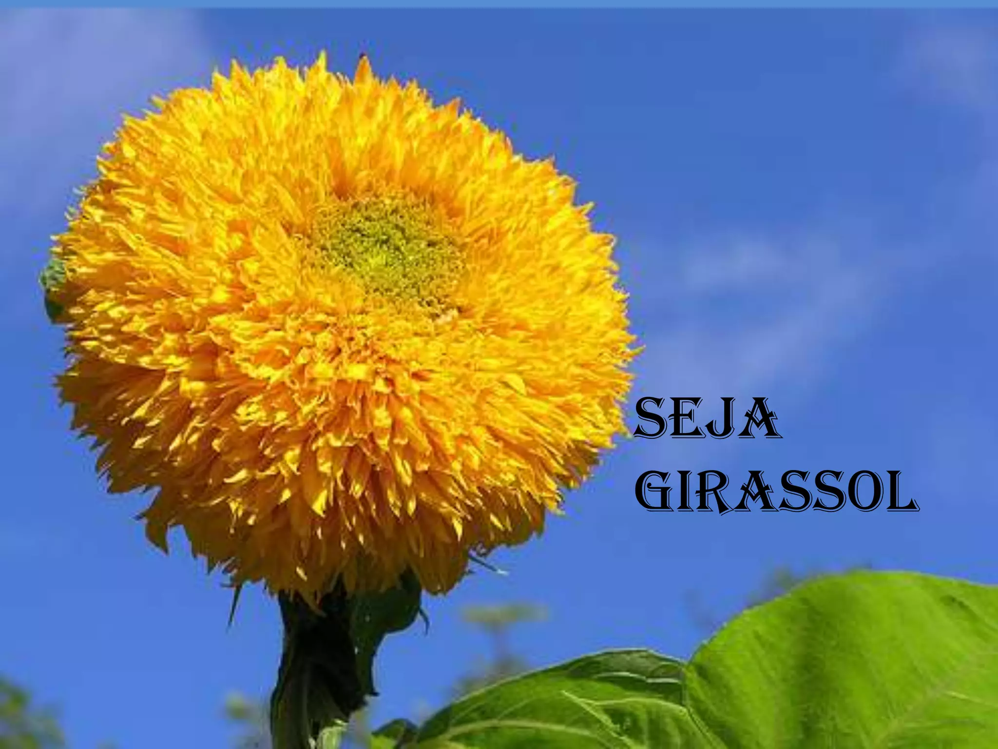 Seja
girassol