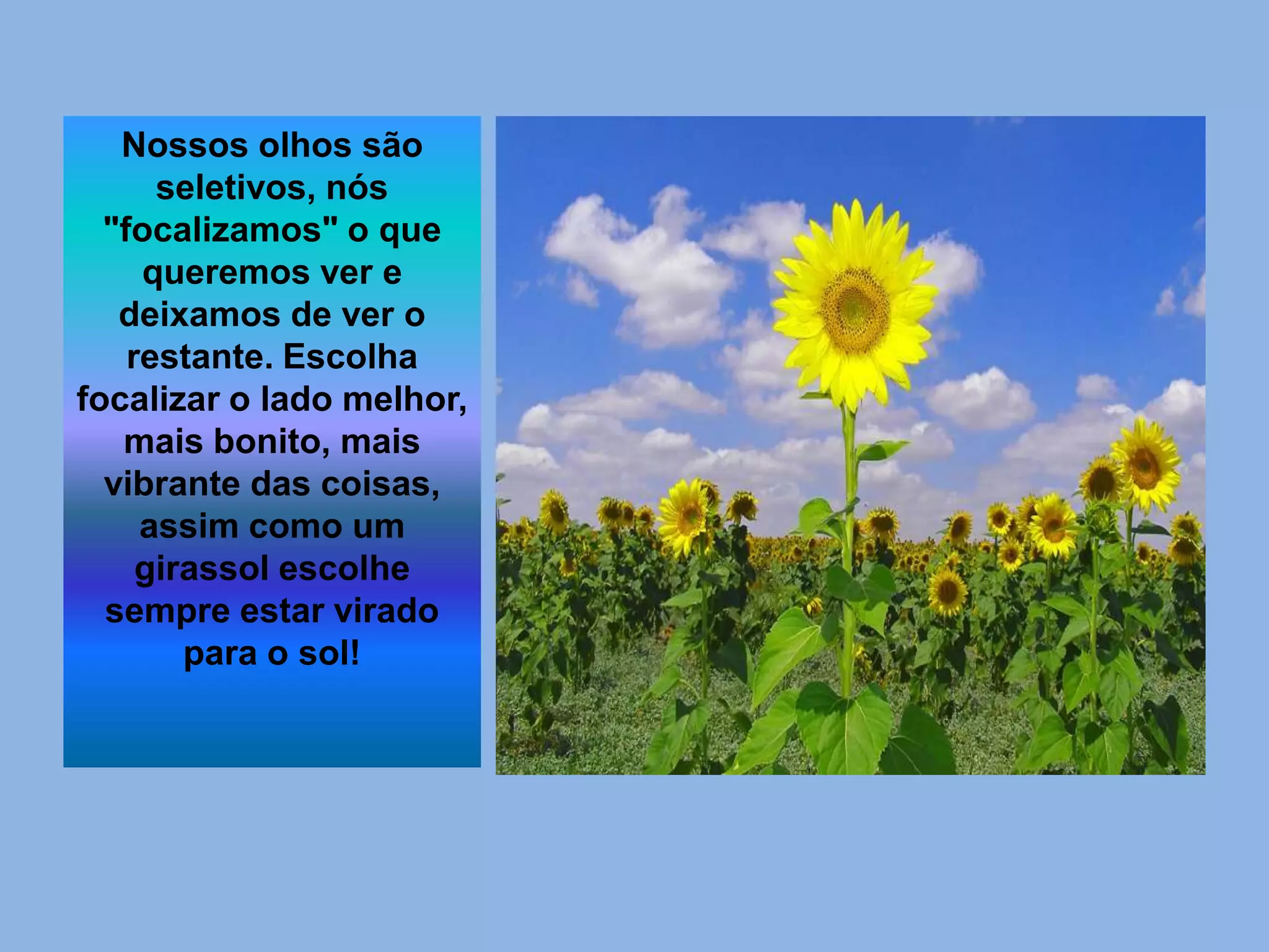 Nossos olhos são
seletivos, nós
"focalizamos" o que
queremos ver e
deixamos de ver o
restante. Escolha
focalizar o lado melhor,
mais bonito, mais
vibrante das coisas,
assim como um
girassol escolhe
sempre estar virado
para o sol!