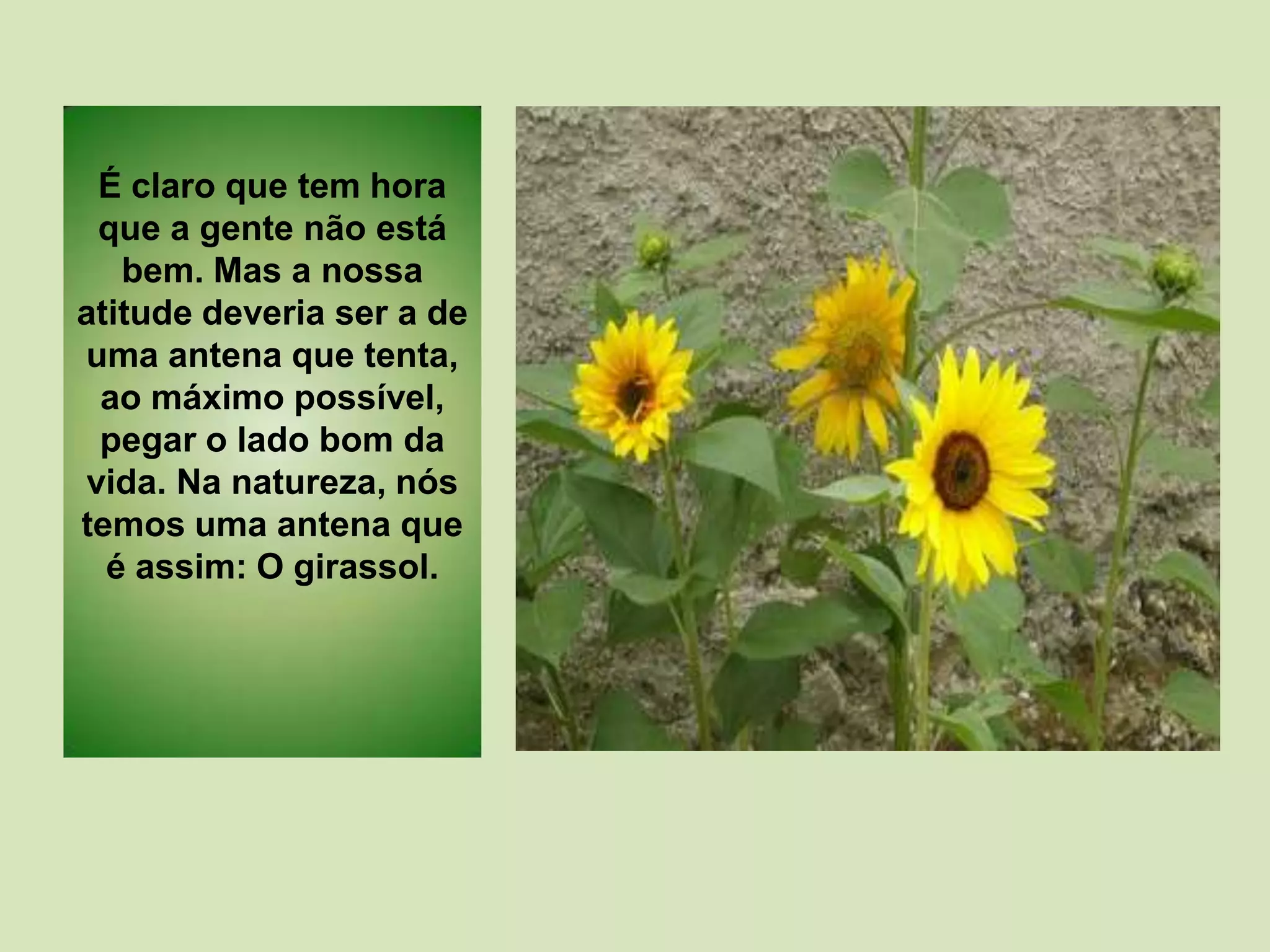 É claro que tem hora
que a gente não está
bem. Mas a nossa
atitude deveria ser a de
uma antena que tenta,
ao máximo possível,
pegar o lado bom da
vida. Na natureza, nós
temos uma antena que
é assim: O girassol.