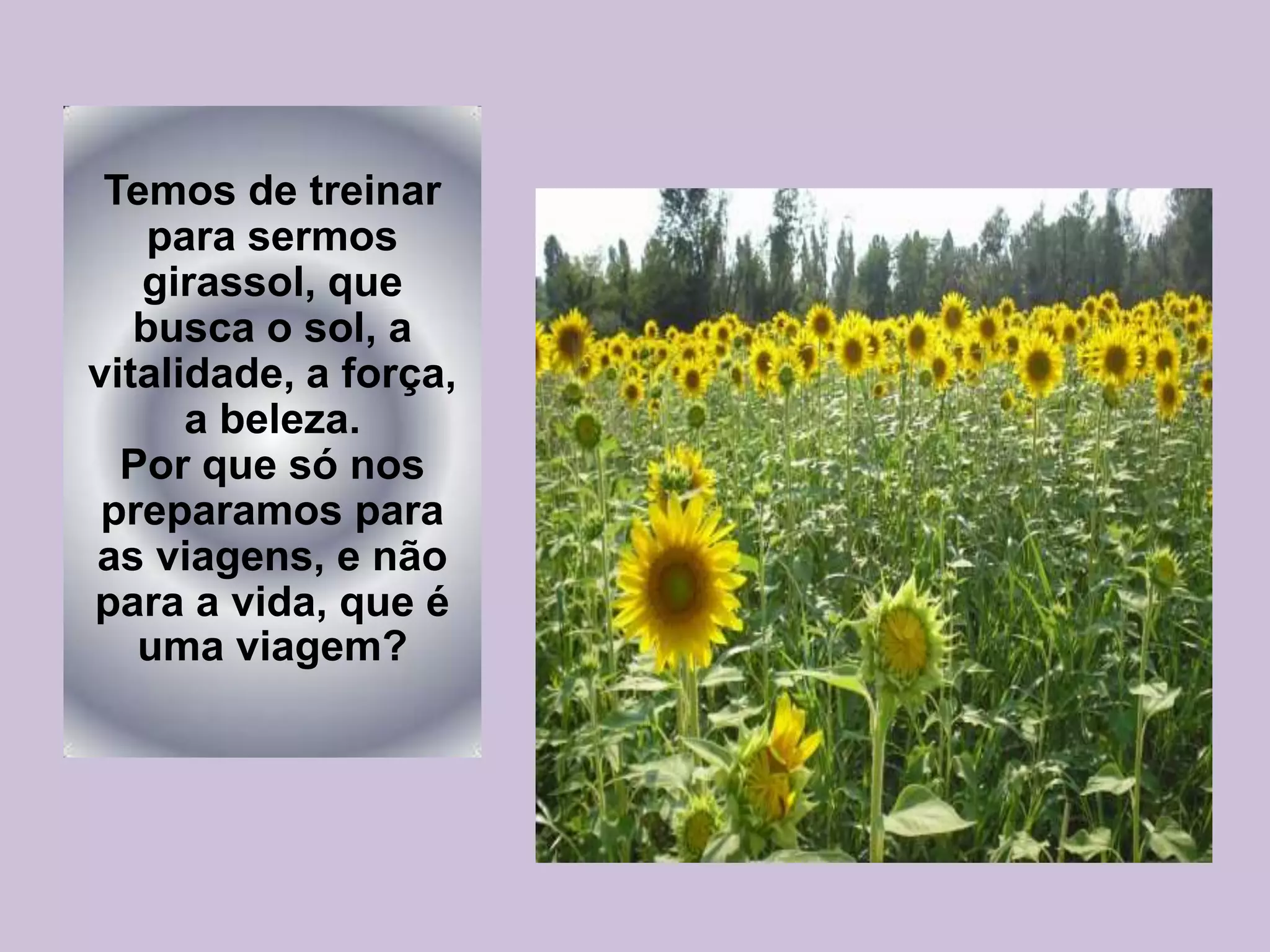 Temos de treinar
para sermos
girassol, que
busca o sol, a
vitalidade, a força,
a beleza.
Por que só nos
preparamos para
as viagens, e não
para a vida, que é
uma viagem?