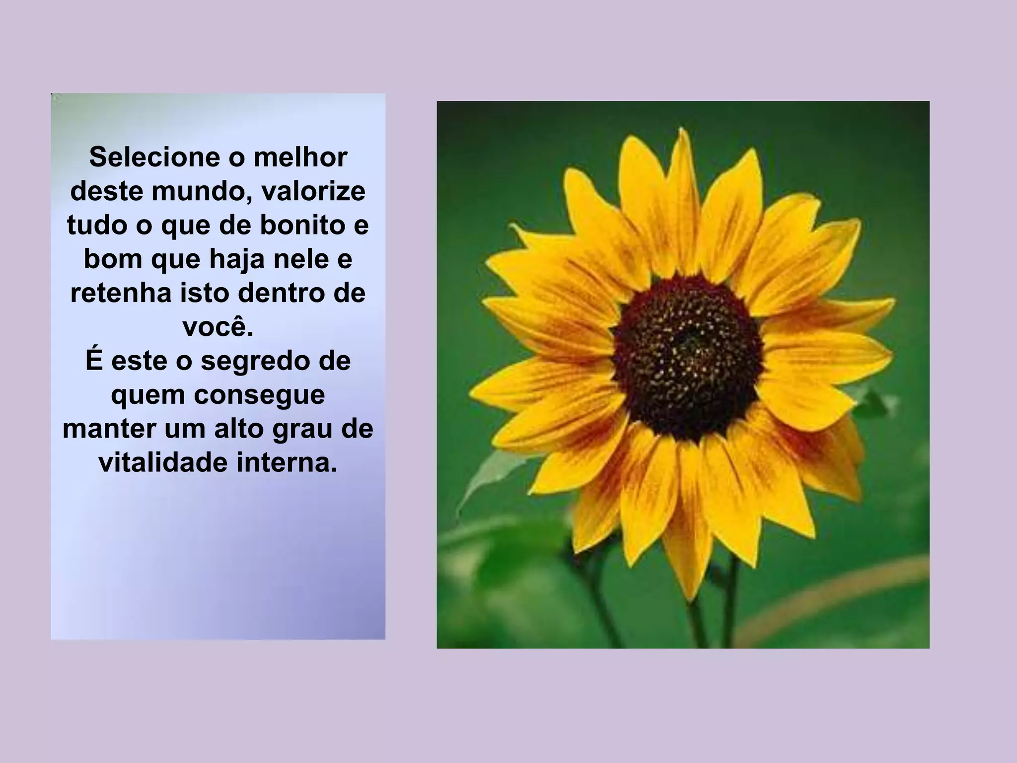 Selecione o melhor
deste mundo, valorize
tudo o que de bonito e
bom que haja nele e
retenha isto dentro de
você.
É este o segredo de
quem consegue
manter um alto grau de
vitalidade interna.