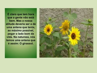 É claro que tem hora
que a gente não está
bem. Mas a nossa
atitude deveria ser a de
uma antena que tenta,
ao máximo possível,
pegar o lado bom da
vida. Na natureza, nós
temos uma antena que
é assim: O girassol.
 