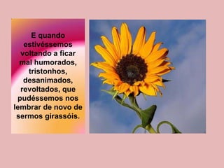 E quando
estivéssemos
voltando a ficar
mal humorados,
tristonhos,
desanimados,
revoltados, que
pudéssemos nos
lembrar de novo de
sermos girassóis.
 