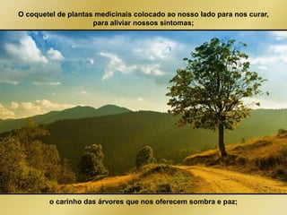 O coquetel de plantas medicinais colocado ao nosso lado para nos curar, 
para aliviar nossos sintomas; 
o carinho das árvores que nos oferecem sombra e paz; 
 