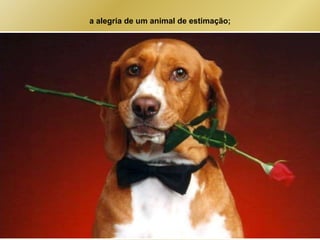 a alegria de um animal de estimação; 
 