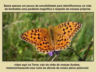 Basta apenas um pouco de sensibilidade para identificarmos na vida 
da borboleta uma parábola magnífica a respeito de nossas próprias 
vidas aqui na Terra: sair do chão de nossas ilusões, 
metamorfoseando-nos rumo às alturas de nosso pleno potencial. 
 