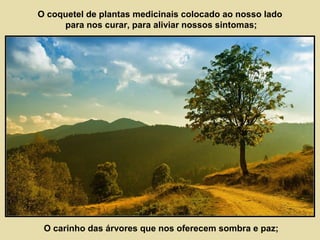 O coquetel de plantas medicinais colocado ao nosso lado 
para nos curar, para aliviar nossos sintomas; 
O carinho das árvores que nos oferecem sombra e paz; 
 