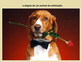 a alegria de um animal de estimação; 
 