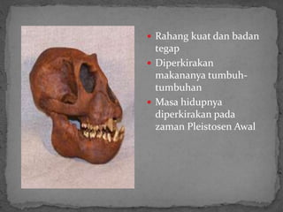  Rahang kuat dan badan
tegap
 Diperkirakan
makananya tumbuh-
tumbuhan
 Masa hidupnya
diperkirakan pada
zaman Pleistosen Awal
 