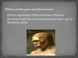  disebut juga dengan Pithecanthropus robustus
 ditemukan oleh Von Koeningswald pada tahun 1936 di
Mojokerto, Jatim
 