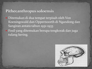  Ditemukan di dua tempat terpisah oleh Von
Koeningswald dan Oppernoorth di Ngandong dan
Sangiran antara tahun 1931-1933
 Fosil yang ditemukan berupa tengkorak dan juga
tulang kering.
 