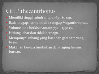  Memiliki tinggi tubuh antara 165-180 cm.
 Badan tegap, namun tidak setegap Meganthrophus.
 Volume otak berkisar antara 750 – 1350 cc.
 Hidung lebar dan tidak berdagu.
 Mempunyai rahang yang kuat dan geraham yang
besar.
 Makanan berupa tumbuhan dan daging hewan
buruan.
 
