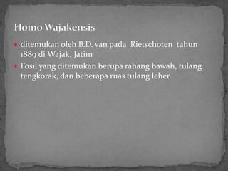  ditemukan oleh B.D. van pada Rietschoten tahun
1889 di Wajak, Jatim
 Fosil yang ditemukan berupa rahang bawah, tulang
tengkorak, dan beberapa ruas tulang leher.
 