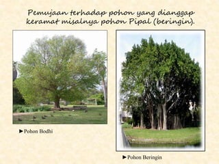 Pemujaan terhadap pohon yang dianggap
keramat misalnya pohon Pipal (beringin).
►Pohon Bodhi
►Pohon Beringin
 