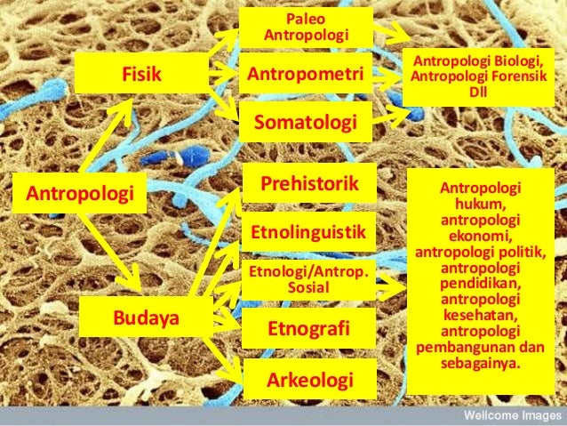 SAJIAN ANTROPOLOGI Sejarah perk. antrop