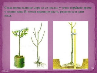 Свака врста саднице мора да се посади у тачно одређено време
   у години како би могла правилно расти, развити се и дати
   плод.




                                                              10
С. Шевић
 