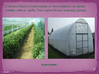 Стаклене баште и пластеници се често користе за гајење
    поврћа, воћа и цвећа. Тако гајене биљке дозревају раније.




                             пластеник
                                                                11
С. Шевић
 