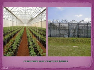 стакленик или стаклена башта
                                          12
С. Шевић
 