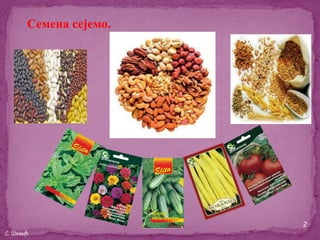 Семена сејемо.




                        2
С. Шевић
 
