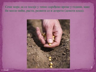 Семе мора да се посеје у тачно одређено време у години, како
    би могло нићи, расти, развити се и дозрети (донети плод).




                                                                   3
С. Шевић
 