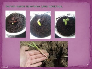 Биљка након неколико дана проклија.




                                           4
С. Шевић
 