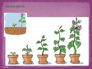 Биљка расте.




                    5
С. Шевић
 