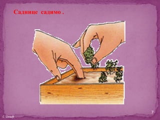 Саднице садимо .




                          7
С. Шевић
 