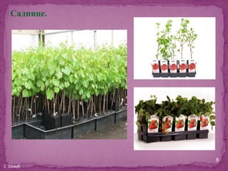 Саднице.




              8
С. Шевић
 