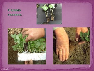 Садимо
       саднице.




                  9
С. Шевић
 