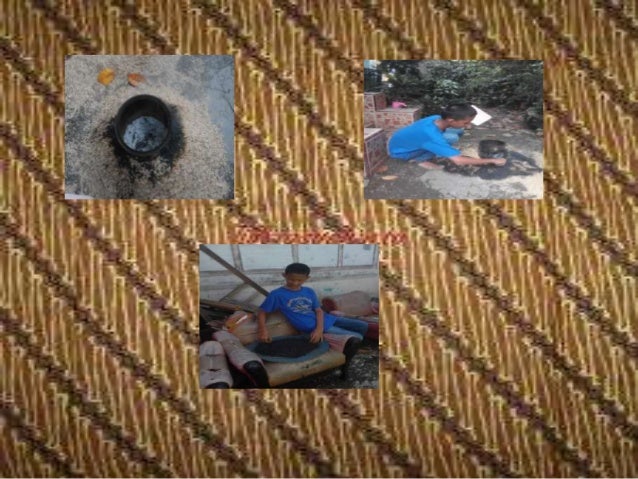 Membuat arang sekam dari sekam padi Membuat arang sekam dari sekam padi