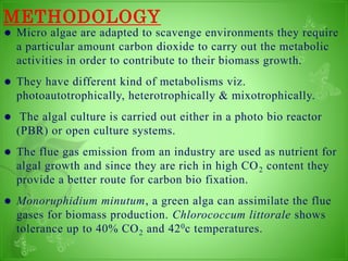 Biodiesel production from Micro Algae | PPT