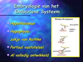 Embryologie van hetEmbryologie van het
Endocriene SysteemEndocriene Systeem
 HypothalamusHypothalamus
 Hypophyse:Hypophyse:
zakje van Rathkezakje van Rathke
 Portaal vaatstelselPortaal vaatstelsel
 Al volledig ontwikkeldAl volledig ontwikkeld
 