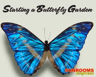 Starting a Butterfly Garden
Express
SUNROOMSSUNROOMS
Expressof Knoxville, LLC
 