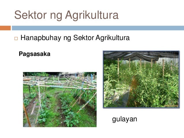 Sektor ng agrikultura