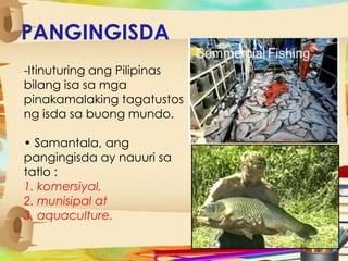 PANGINGISDA
-Itinuturing ang Pilipinas
bilang isa sa mga
pinakamalaking tagatustos
ng isda sa buong mundo.
• Samantala, ang
pangingisda ay nauuri sa
tatlo :
1. komersiyal,
2. munisipal at
3. aquaculture.
 