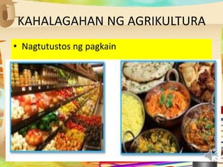 KAHALAGAHAN NG AGRIKULTURA
• Nagtutustos ng pagkain
 