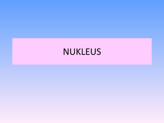 NUKLEUS 